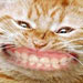 Name:  smiling_big_cat_t[1].jpg
Views: 41
Size:  2.7 KB