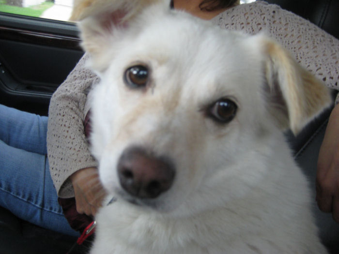 Name:  Starby's pup.jpg
Views: 16
Size:  61.1 KB