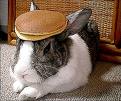 Name:  rabbit.jpg
Views: 13
Size:  3.9 KB