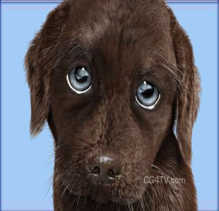 Name:  saddog.jpg
Views: 18
Size:  20.9 KB
