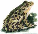 Name:  frog.jpg
Views: 14
Size:  4.3 KB