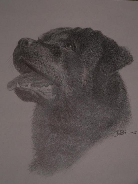 Name:  rotty.jpg
Views: 135
Size:  55.4 KB