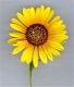 Name:  flower.jpg
Views: 168
Size:  2.0 KB