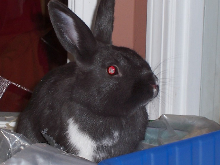 Name:  thumper.jpg
Views: 239
Size:  68.1 KB