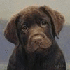 Name:  Cute-brown-dog[1].gif
Views: 46
Size:  7.7 KB