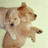 Name:  Golden-Lab-puppies[1].gif
Views: 51
Size:  7.8 KB