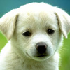 Name:  Cute-Pup[1].jpg
Views: 41
Size:  30.8 KB
