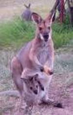 Name:  skippy.jpg
Views: 15
Size:  6.8 KB