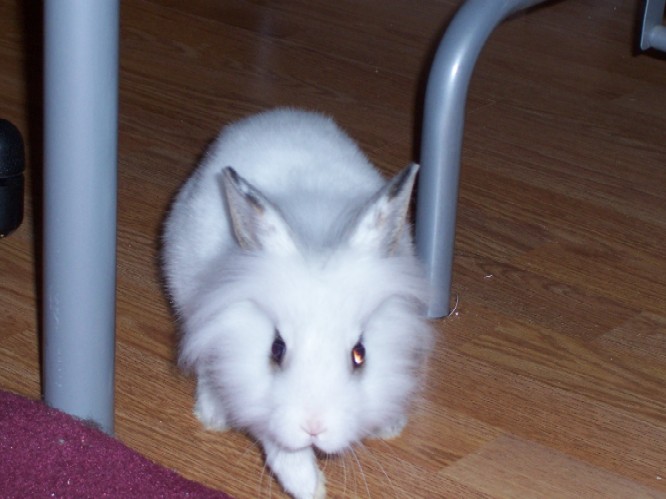 Name:  tiny bunny 010.jpg
Views: 28
Size:  63.2 KB