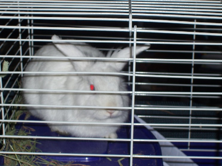 Name:  little kilalal.jpg
Views: 191
Size:  101.3 KB