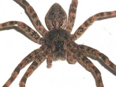 Name:  Wolf_Spider_8_eyes_PB032198.jpg
Views: 17
Size:  14.6 KB