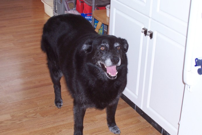 Name:  indy.jpg
Views: 1330
Size:  59.8 KB