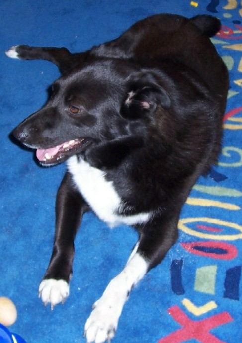 Name:  small jasper.jpg
Views: 688
Size:  73.1 KB