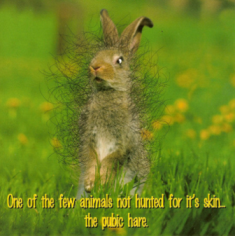 Name:  pubichare.bmp
Views: 27
Size:  163.2 KB