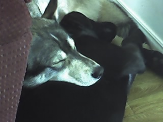 Name:  rex and mac.jpg
Views: 144
Size:  32.4 KB