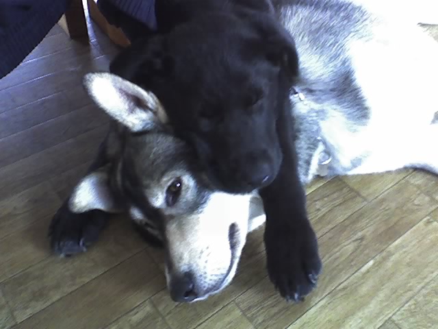 Name:  Rexy and Mac.jpg
Views: 145
Size:  74.2 KB