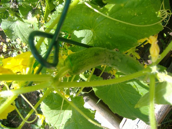 Name:  cucumber.JPG
Views: 362
Size:  85.1 KB