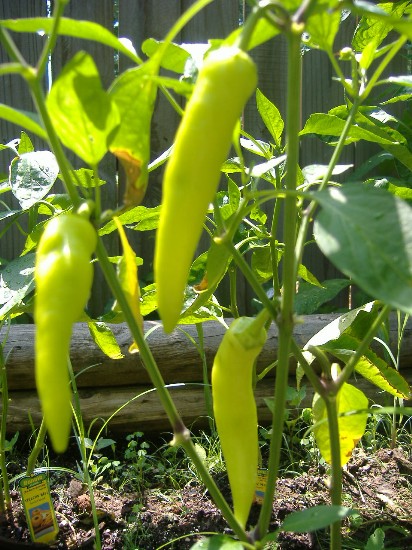 Name:  peppers.JPG
Views: 330
Size:  101.0 KB