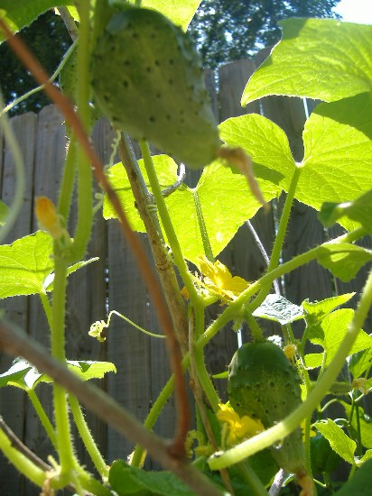 Name:  pickeling cucumbers.JPG
Views: 356
Size:  84.1 KB