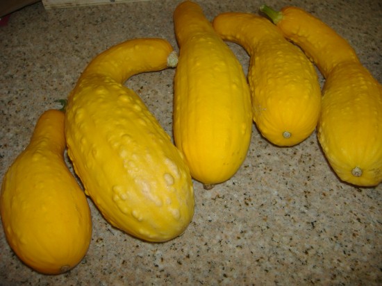 Name:  squash.JPG
Views: 382
Size:  61.4 KB