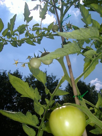 Name:  tomato.JPG
Views: 427
Size:  81.9 KB