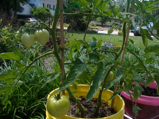 Name:  tomatoes.JPG
Views: 435
Size:  108.3 KB