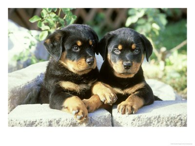 Name:  rotty.jpg
Views: 15
Size:  27.0 KB