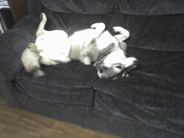 Name:  Rex Breaking The Rules.jpg
Views: 57
Size:  74.4 KB