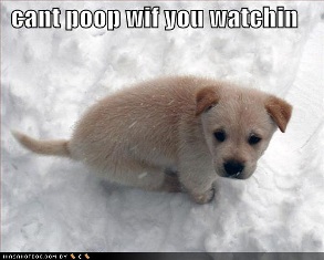 Name:  cute-puppy-picture-loldogs-cant-poop-wif-you-watchin.jpg
Views: 16
Size:  26.2 KB