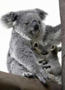 Name:  koala.jpg
Views: 48
Size:  12.3 KB