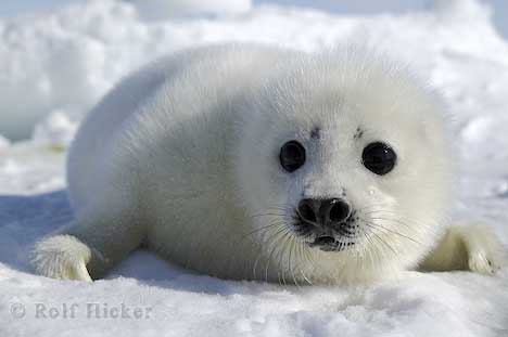 Name:  cute_puppy_picture_T3505[1].jpg
Views: 24
Size:  38.8 KB