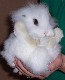 Name:  bunny 004.jpg
Views: 124
Size:  2.7 KB