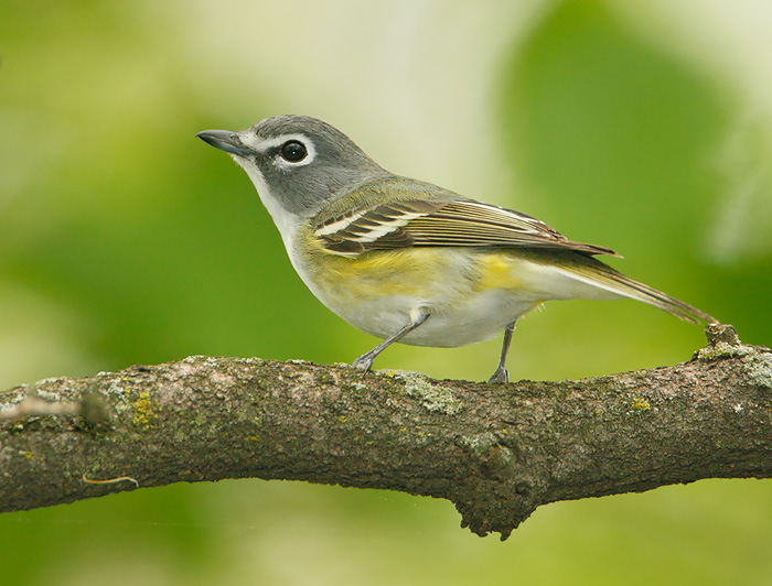 Name:  vireo.jpg
Views: 34
Size:  125.8 KB