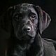 Name:  Black-Labrador.jpg
Views: 59
Size:  2.3 KB