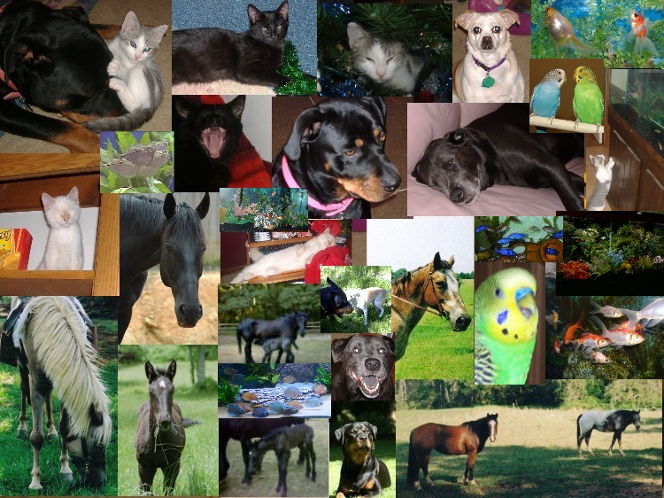 Name:  my animals.JPG
Views: 262
Size:  171.6 KB