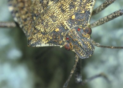 Name:  hh stink bug.jpg
Views: 210
Size:  36.5 KB