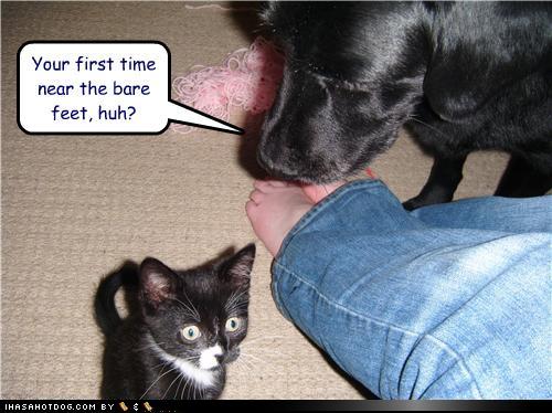 Name: loldog bare feet.jpg
Views: 128
Size: 64.0 KB