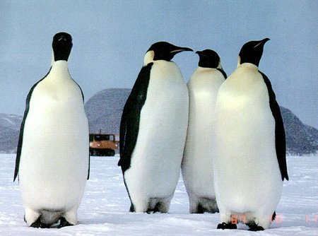 Name:  penguins.jpg
Views: 584
Size:  30.7 KB