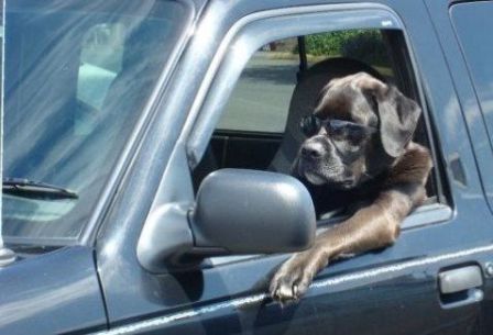 Name:  Driving_Dog.jpg
Views: 42
Size:  25.4 KB