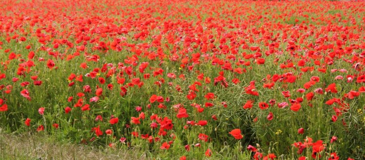 Name:  amhd.poppies.jpg
Views: 353
Size:  94.0 KB