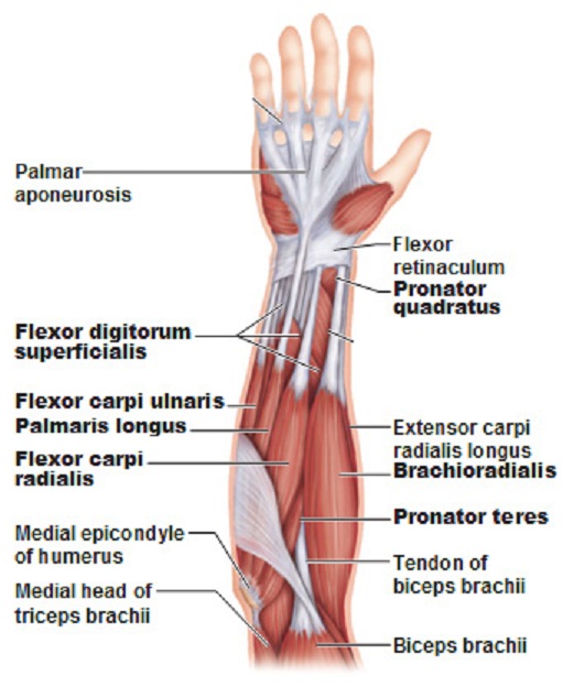 Name:  labeled_muscles_of_the_lower_arm_2.jpg
Views: 20911
Size:  103.6 KB