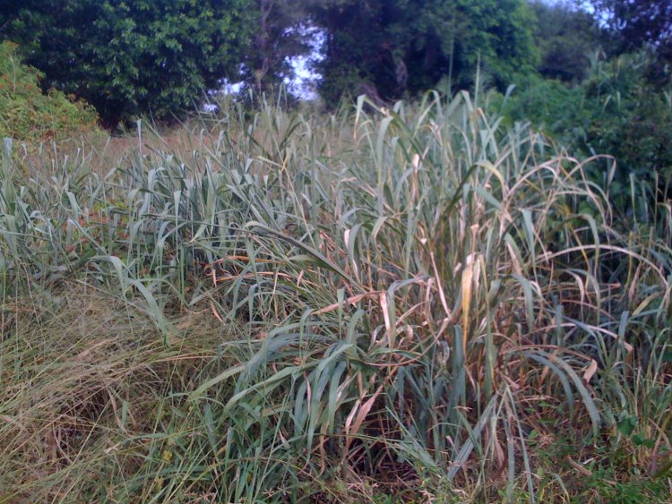 Plant/grass identification in Florida wetland preserve