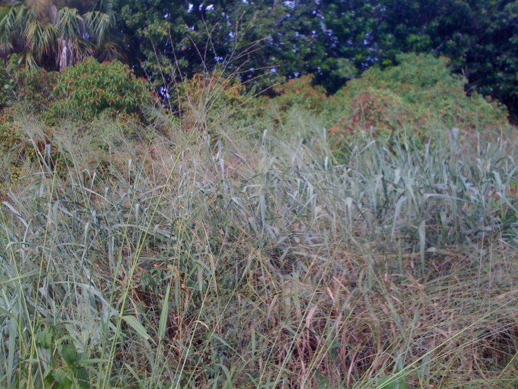 Plant/grass identification in Florida wetland preserve