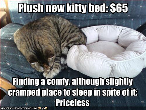 ... -cute-cats-funny-pictures-cat-does-not-sleep-expensive-cat-bed.jpg
