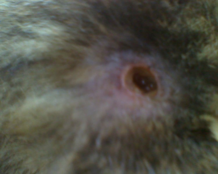 Hole in my cats head?