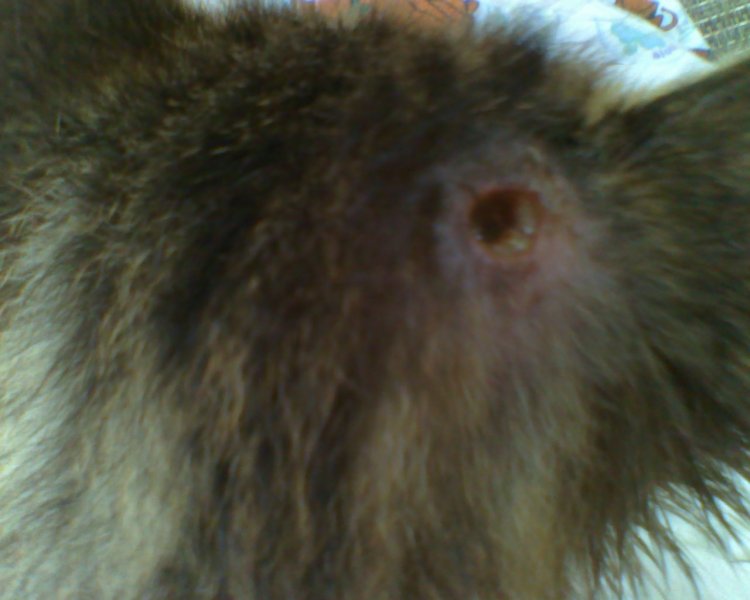 Hole in my cats head?