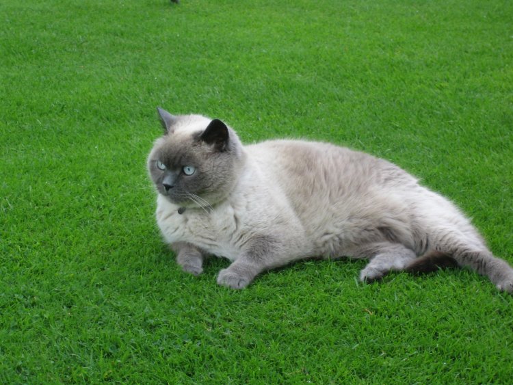 My cat walks in circles