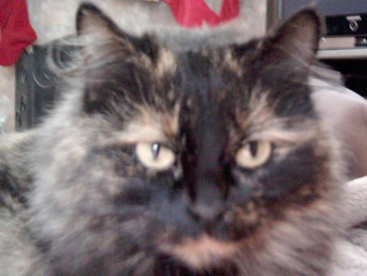 How can you tell if a cat had kittens?