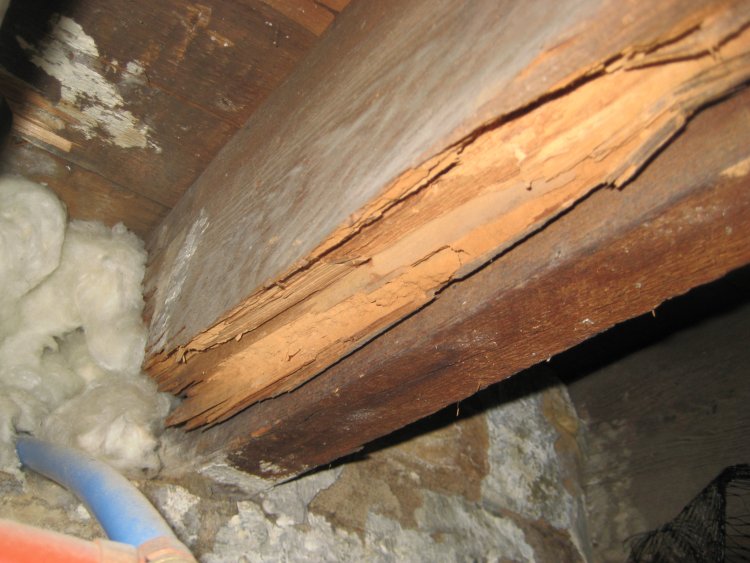 Floor Joist Termite Damage