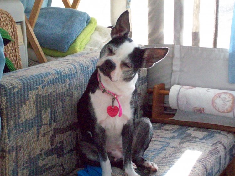puppy pooping in house new pooping in house puppy pooping in house new pooping in house